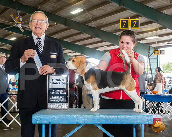 Beagle 15 #18 Sat NGrCh Judge LOU M GUERRERO__JJ_8089_Conroe2019-HR3