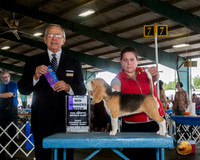Beagle 15 #8 Fri AOM Judge LOU M GUERRERO
