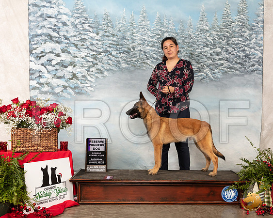 Belgian Malinois #7 Sat RWD__SR_4678_Conroe2019-HR3