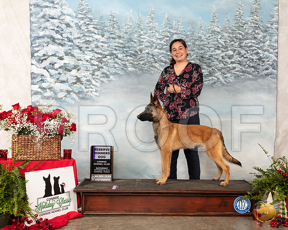 Belgian Malinois #7 Sat RWD__SR_4679_Conroe2019-HR3