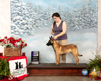 Belgian Malinois #9 Sat WD