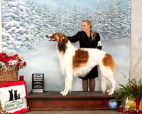 Borzoi #7 Sat NGrCh