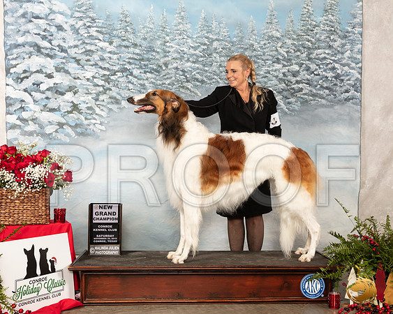 Borzoi #7 Sat NGrCh__SR_4609_Conroe2019-HR3