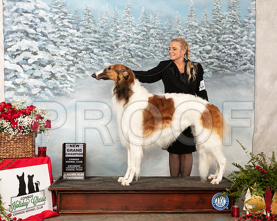 Borzoi #7 Sat NGrCh__SR_4610_Conroe2019-HR3