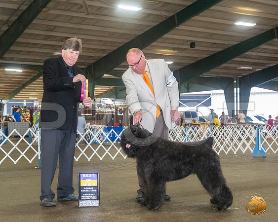 Bouvier #5 Sat BOB Judge Charles Olvis__JJ_8019_Conroe2019-HR3