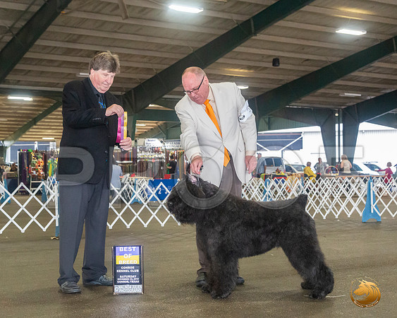 Bouvier #5 Sat BOB Judge Charles Olvis__JJ_8020_Conroe2019-HR3