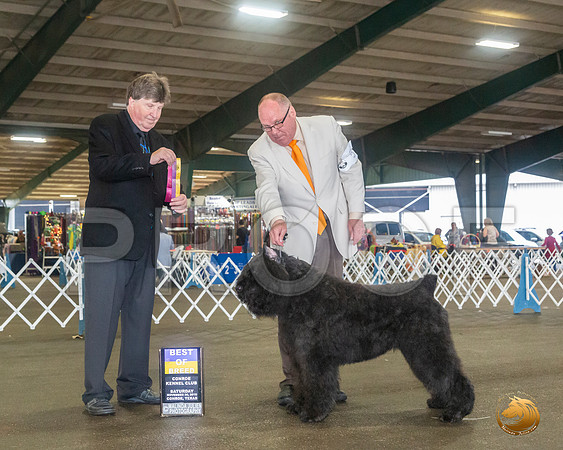 Bouvier #5 Sat BOB Judge Charles Olvis__JJ_8021_Conroe2019-HR3