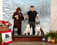 Bull Terrier #8 #9 Fri BOV Maj NCh BOW NCh Judge Elizabeth Muthard