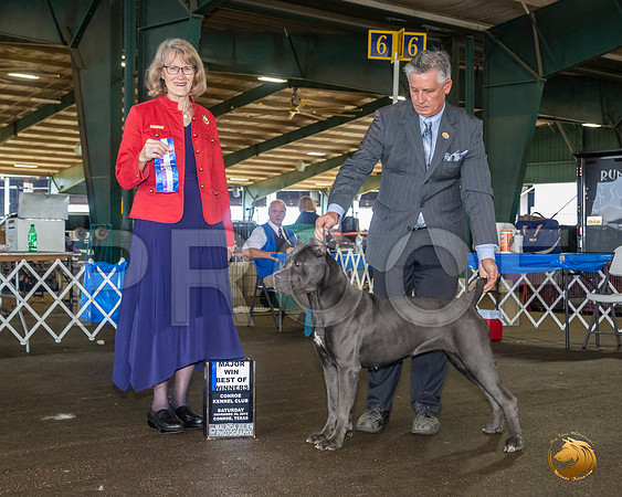 Cane Corso #12 Sat BOW Maj Judge Nancy Simmons__JJ_8117_Conroe2019-HR3