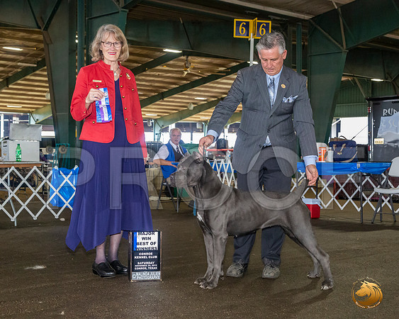 Cane Corso #12 Sat BOW Maj Judge Nancy Simmons__JJ_8119_Conroe2019-HR3