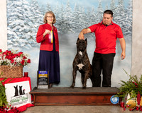 Cane Corso #7 Sat BOB Judge Nancy Simmons