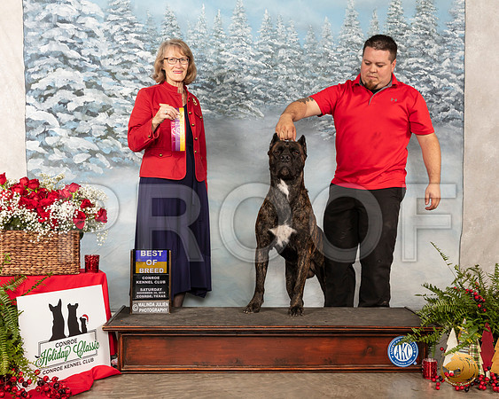 Cane Corso #7 Sat BOB Judge Nancy Simmons__SR_4700_Conroe2019-HR3