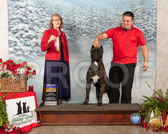 Cane Corso #7 Sat BOB Judge Nancy Simmons__SR_4701_Conroe2019-HR3