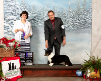 Cardigan Welsh Corgi #6 Sat WB Maj Judge Danelle Brown