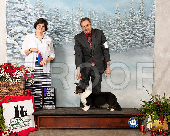 Cardigan Welsh Corgi #6 Sat WB Maj Judge Danelle Brown__SR_4639-Edit_Conroe2019-HR3