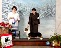 Cardigan Welsh Corgi #7 Sat BOW Maj Judge Danelle Brown