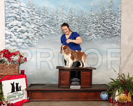 Cavalier King Charles Spaniel #11 Sat Puppy Achievement Award__SR_4624_Conroe2019-HR3