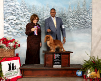 Cavalier King Charles Spaniel #22 Sat BOS Maj NCh Judge Elizabeth Muthard