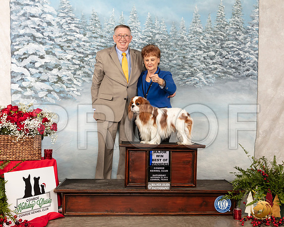 Cavalier King Charles Spaniel #5 Sat BOW Maj Judge Elizabeth Muthard__SR_4631_Conroe2019-HR3