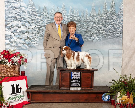 Cavalier King Charles Spaniel #5 Sat BOW Maj Judge Elizabeth Muthard__SR_4632_Conroe2019-HR3