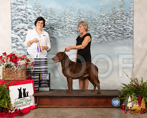 Chesapeake Retriever #6 Sat BOB NCh Judge Danelle Brown__SR_4756_Conroe2019-HR3