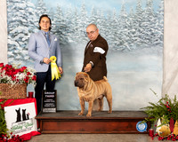 Chinese Shar Pei #9 Sat G3 Judge Juan Miranda