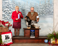 Cocker Spaniel #15 Fri BOW Judge Debra Thornton