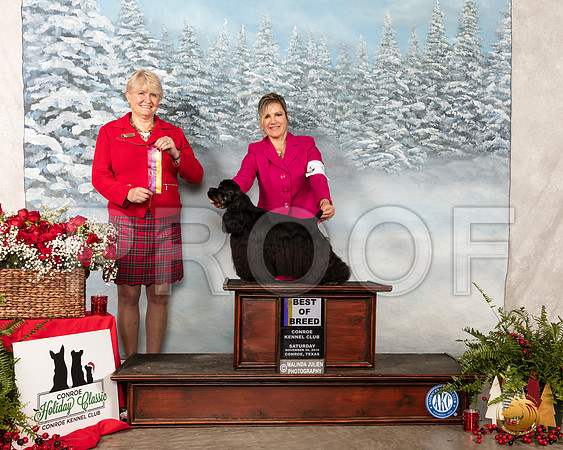 Cocker Spaniel ASCOB #6 BOB Judge Debrah Thornton__SR_4672_Conroe2019-HR3