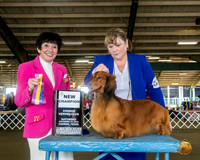 Dachshund Long Coat #18 Sat NGrCh Judge Barbara Alderman