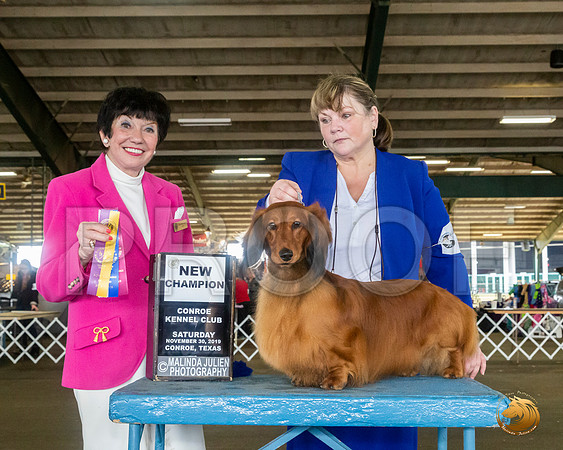 Dachshund Long Coat #18 Sat NGrCh Judge Barbara Alderman__JJ_8096_Conroe2019-HR3