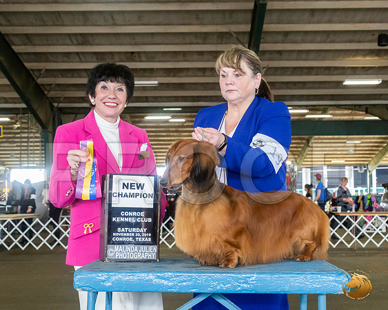 Dachshund Long Coat #18 Sat NGrCh Judge Barbara Alderman__JJ_8099_Conroe2019-HR3