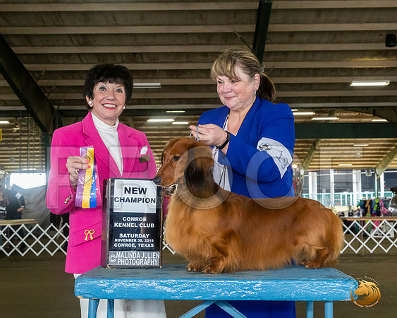 Dachshund Long Coat #18 Sat NGrCh Judge Barbara Alderman__JJ_8100_Conroe2019-HR3