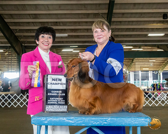 Dachshund Long Coat #18 Sat NGrCh Judge Barbara Alderman__JJ_8101_Conroe2019-HR3