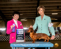 Dachshund Long Coat #22 Sat WB Judge Barbara Alderman
