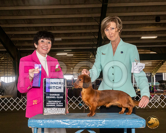 Dachshund Long Coat #22 Sat WB Judge Barbara Alderman__JJ_8103_Conroe2019-HR3