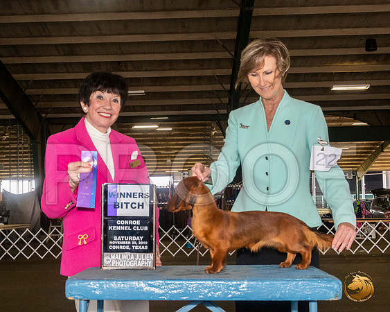 Dachshund Long Coat #22 Sat WB Judge Barbara Alderman__JJ_8104_Conroe2019-HR3