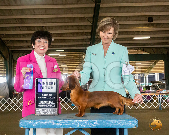 Dachshund Long Coat #22 Sat WB Judge Barbara Alderman__JJ_8108_Conroe2019-HR3