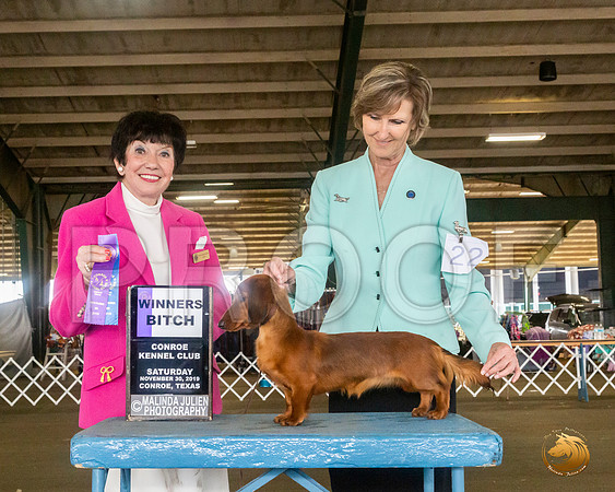 Dachshund Long Coat #22 Sat WB Judge Barbara Alderman__JJ_8109_Conroe2019-HR3