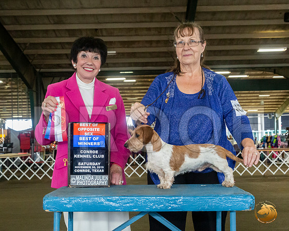Dachshund Wire #7 Sat BOW Judge Barbara Alderman__JJ_8050_Conroe2019-HR3