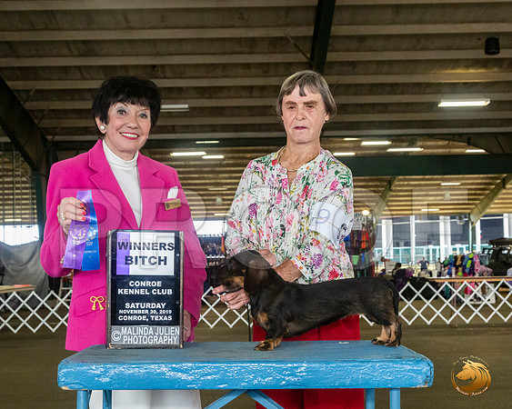 Dachshund Wire #9 Sat WB Judge Barbara Alderman__JJ_8044_Conroe2019-HR3