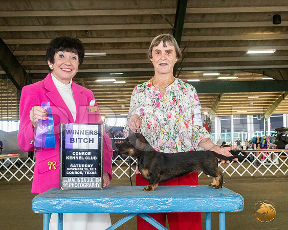 Dachshund Wire #9 Sat WB Judge Barbara Alderman__JJ_8045_Conroe2019-HR3