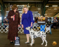 Dalmatian #7 Sat BOS NGrCh Judge Elizabeth Muthard