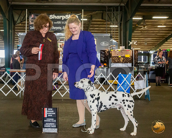 Dalmatian #7 Sat BOS NGrCh Judge Elizabeth Muthard__JJ_8137_Conroe2019-HR3