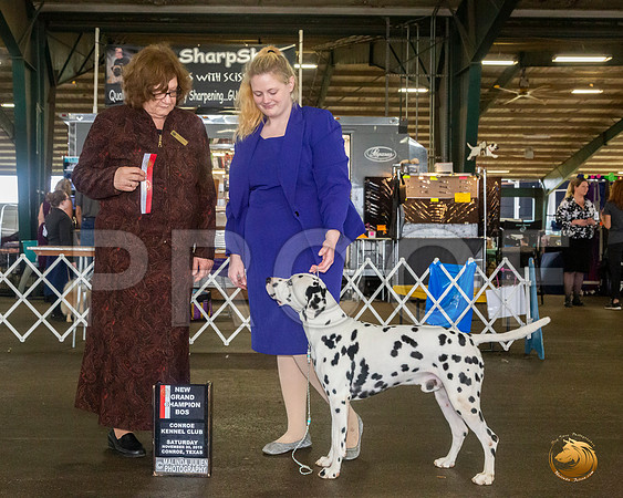 Dalmatian #7 Sat BOS NGrCh Judge Elizabeth Muthard__JJ_8138_Conroe2019-HR3