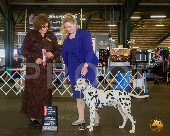 Dalmatian #7 Sat BOS NGrCh Judge Elizabeth Muthard__JJ_8141_Conroe2019-HR3