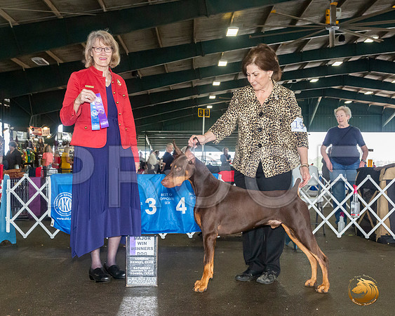 Doberman Pinscher #19 Sat WD Maj Judge Nancy Simmons__JJ_8061_Conroe2019-HR3