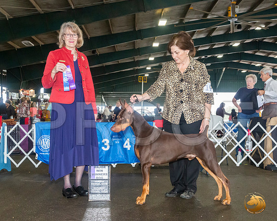Doberman Pinscher #19 Sat WD Maj Judge Nancy Simmons__JJ_8062_Conroe2019-HR3