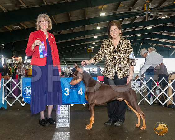 Doberman Pinscher #19 Sat WD Maj Judge Nancy Simmons__JJ_8064_Conroe2019-HR3