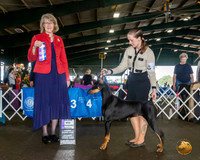 Doberman Pinscher #40 Sat Judge Nancy Simmons