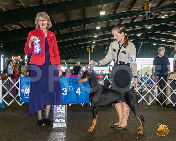Doberman Pinscher #40 Sat Judge Nancy Simmons__JJ_8054_Conroe2019-HR3